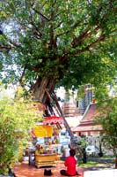 tree shrine