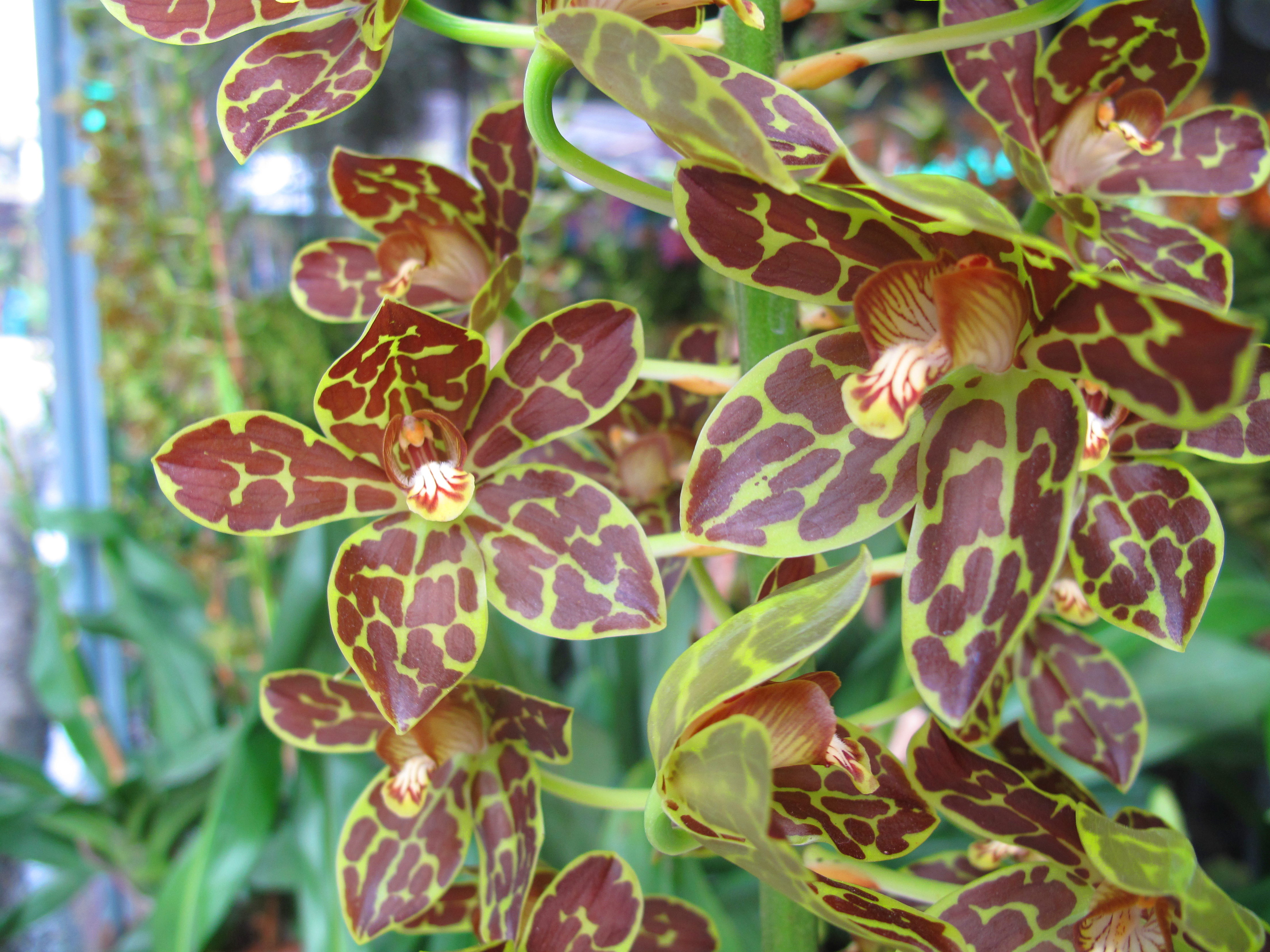 An unusual orchid on sale in the markets